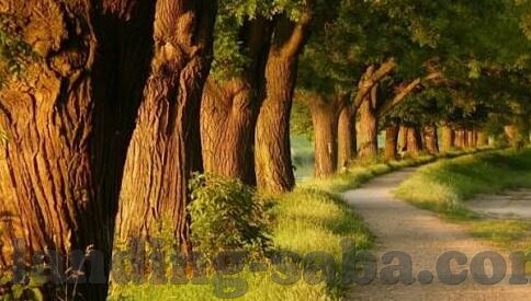 开云在线游戏官网-开云在线游戏官网，引领数字娱乐的新方向